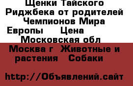Щенки Тайского Риджбека от родителей Чемпионов Мира,Европы!! › Цена ­ 50 000 - Московская обл., Москва г. Животные и растения » Собаки   
